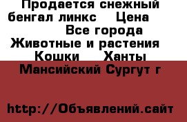 Продается снежный бенгал(линкс) › Цена ­ 25 000 - Все города Животные и растения » Кошки   . Ханты-Мансийский,Сургут г.